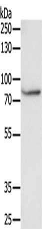 F13A1 antibody