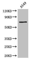 F2 antibody