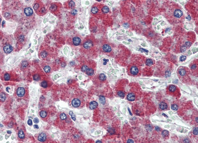 Goat anti-F2R / PAR1 Antibody