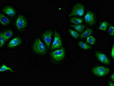 F2RL1 Antibody