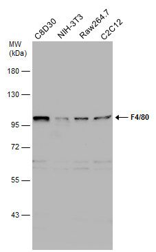F4/80 antibody