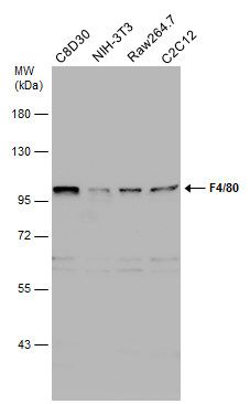 F4/80 antibody [C2C3], C-term
