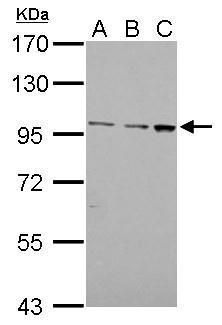 F4/80 antibody [C2C3], C-term