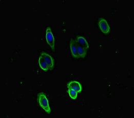 F5 Antibody