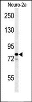 F91A1 antibody