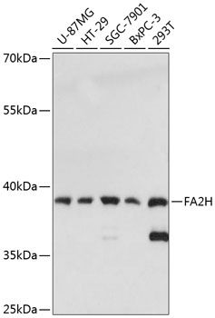 FA2H antibody