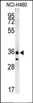 FA49A antibody