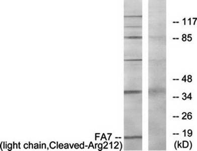 FA7 (light chain, Cleaved-Arg212) Antibody