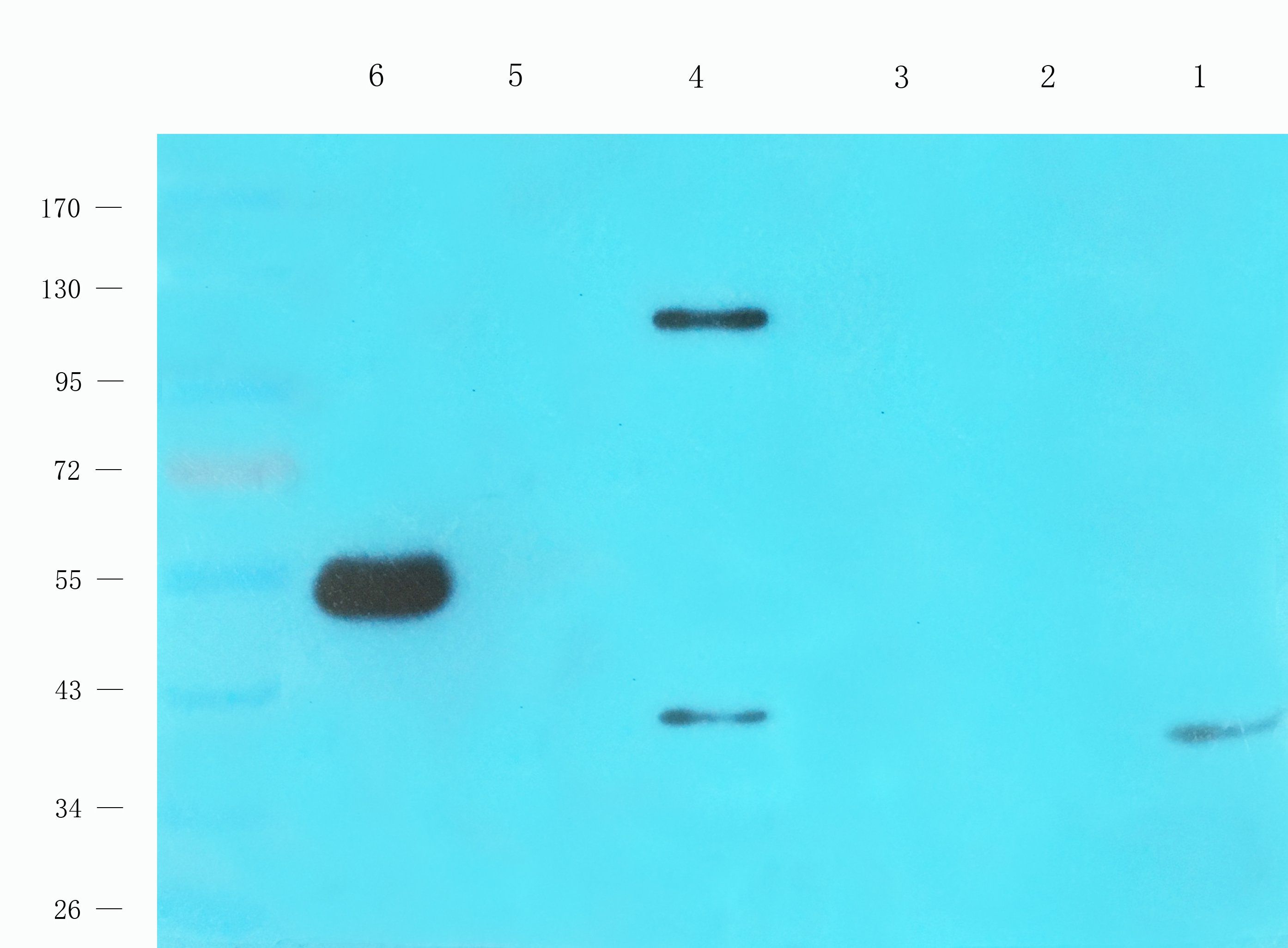 FAAH antibody