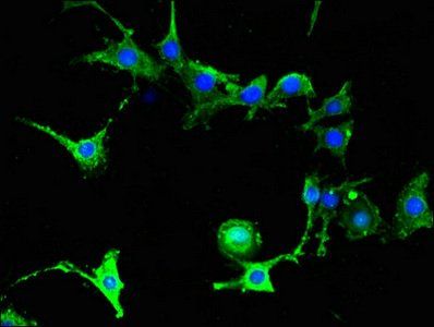 FAAH Antibody