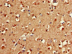 FAAH Antibody
