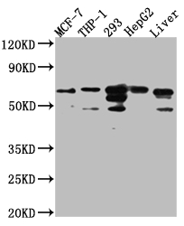 FAAH Recombinant Monoclonal Antibody