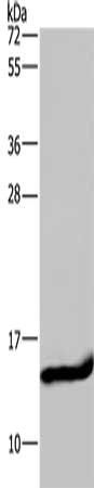 FABP2 Antibody