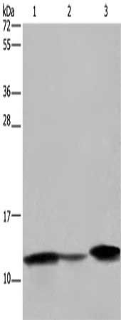 FABP2 Antibody
