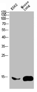 FABP2 Antibody