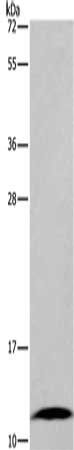 FABP6 Antibody