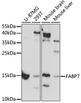FABP7 antibody