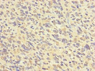 FABP7 Antibody