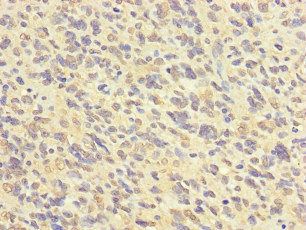 FABP7 antibody