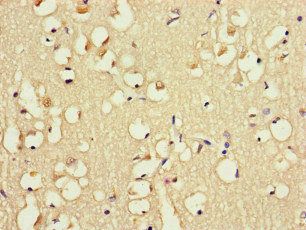 FABP7 Antibody