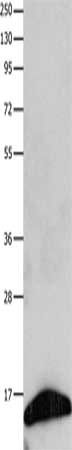 FABP7 antibody