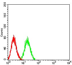 CD307B Antibody