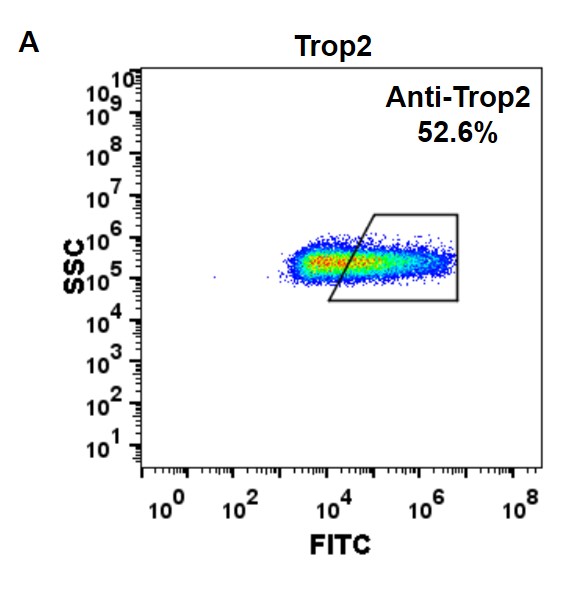 Trop2 Antibody