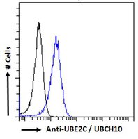 UBE2C antibody