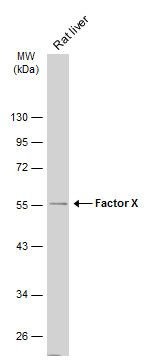 coagulation factor X Antibody