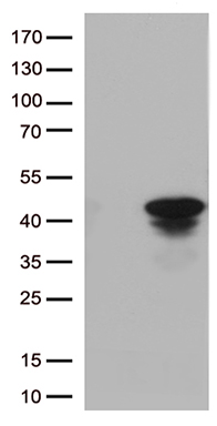 F10 Antibody