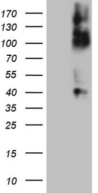 F12 Antibody