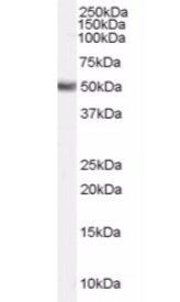 FADS1 Antibody