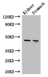 FAH antibody