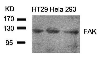 FAK (Ab-861) Antibody