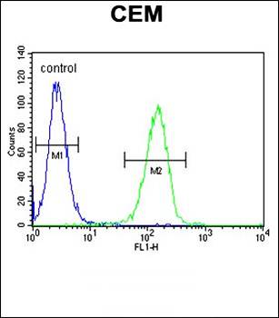 FAM105B antibody