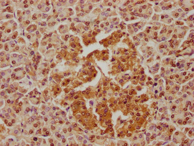 FAM110C Antibody