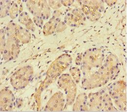 FAM117B Antibody