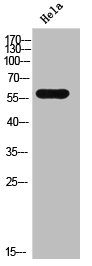 FAM117B Antibody