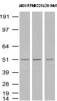 METTL21A Antibody