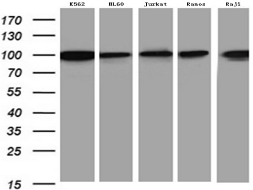 METTL21A Antibody
