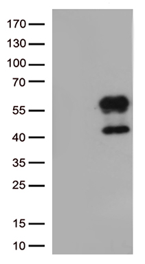 METTL21A Antibody
