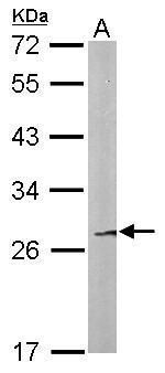 FAM122B antibody [N1C2]