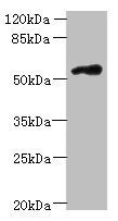FAM126B antibody