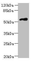 FAM126B Antibody