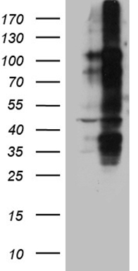 FAM131C Antibody