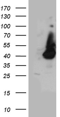 FAM131C Antibody