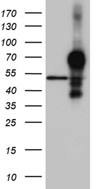 FAM131C Antibody