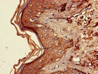 FAM134B Antibody