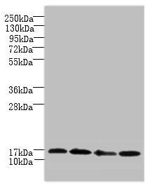 FAM136A antibody
