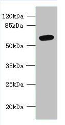 FAM149B1 Antibody
